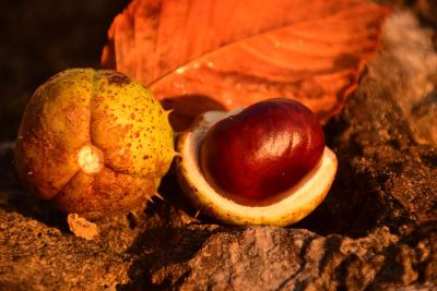 opened fruit