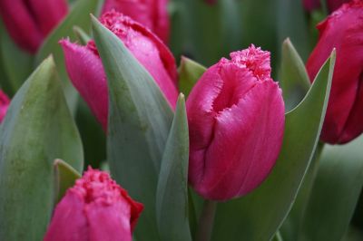 pink flowers with green leaves