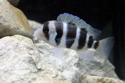 fish swimming close to rocks