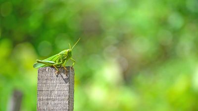 grasshopper on a wooden post