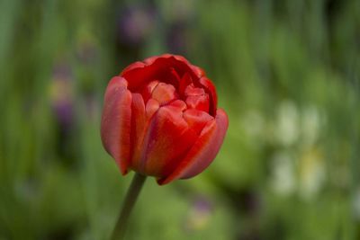 unopened red tulip