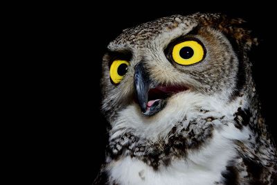 owl with yellow eyes