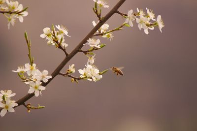 white tree flowers