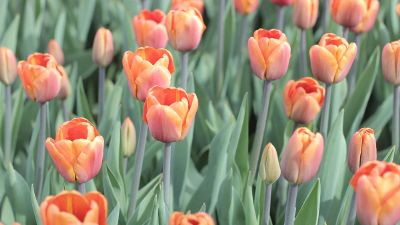 peach tulips