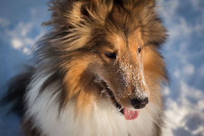 dog with snowy face