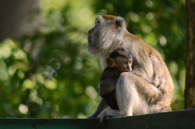 monkeys hugging