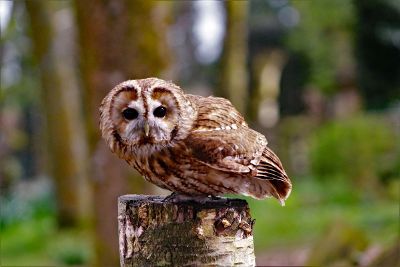 owl sitting on tree