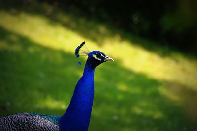 beautiful lonely peacock