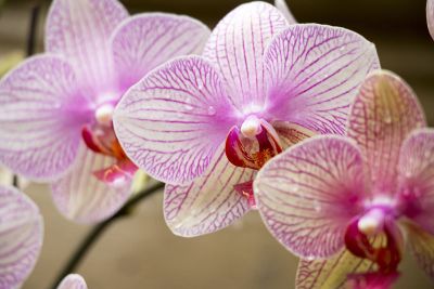 lovely pinkish striped flowers