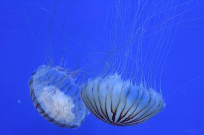 jellyfish swimming in the ocean