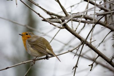 bird in the branches