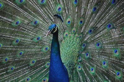 peacock posing