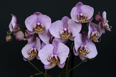 purple flowers on a stalk