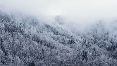 trees in wintertime