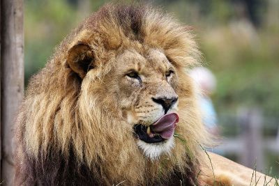 a lion has pulled out the tongue