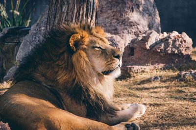 lion resting in the sun
