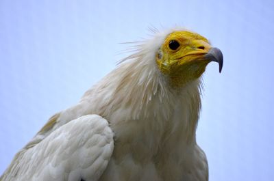yellow faced bird