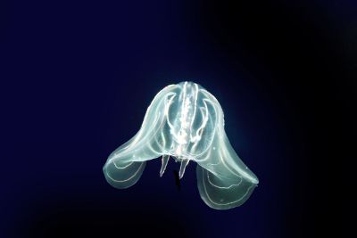 bright jellyfish