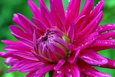 fuscia flower