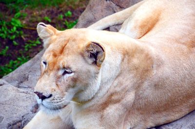 lioness resting