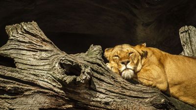 a lion lying on a log