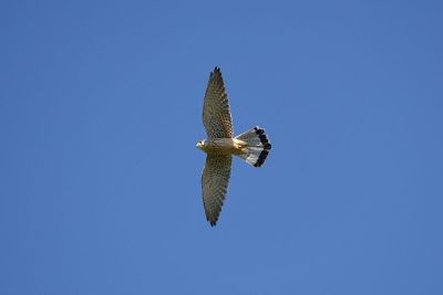 a hawk flying