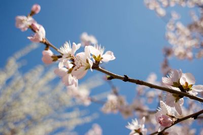 cherry blossoms on a branch