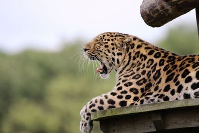 spotted leopard yawning