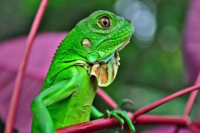 chameleon in green color