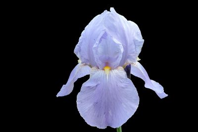 periwinkle flower