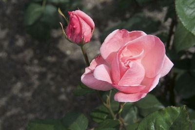 rose plant with pink beautiful rose and small buds