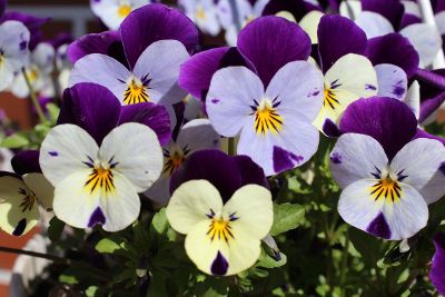 group of flowers