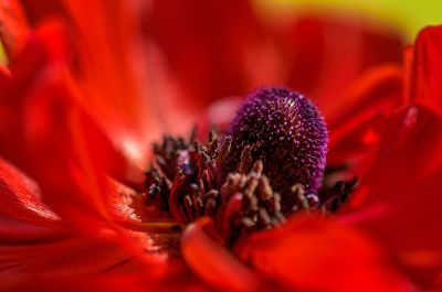 luscious red flower with purple center