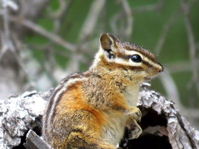 chipmunk on guard