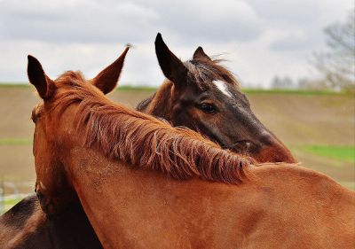 horse best friends