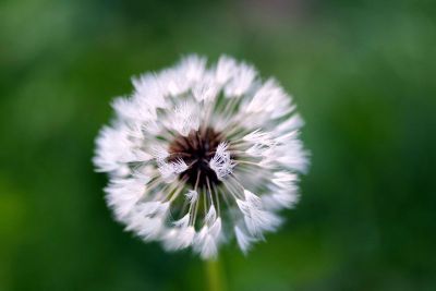 spring dandelion