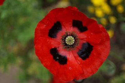 red flower in full bloom