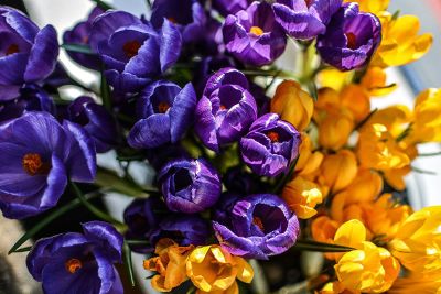 tulips in a vase