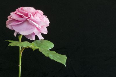 single pink flower on black background