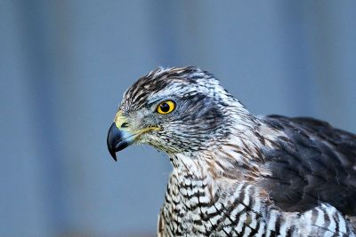 yellow eye eagle