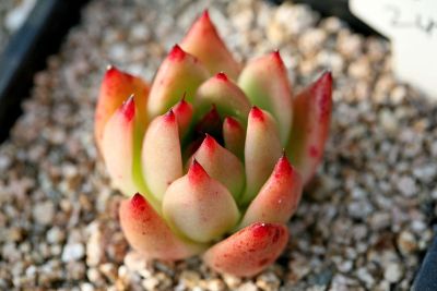 succulent growing in a pot