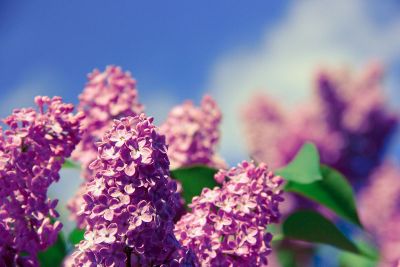 purple lilacs