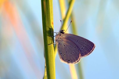 a butterfly on a plant