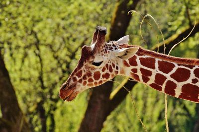 a giraffe near some trees