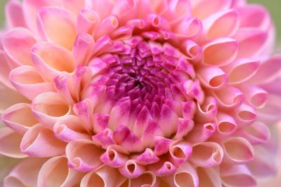 pink rose flower petals