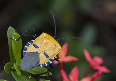 strange beetle on leaves