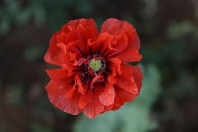 red poppy flower