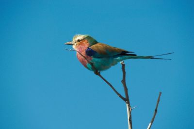 small bird on twig