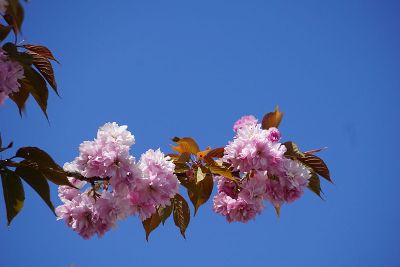 colorful tree branch