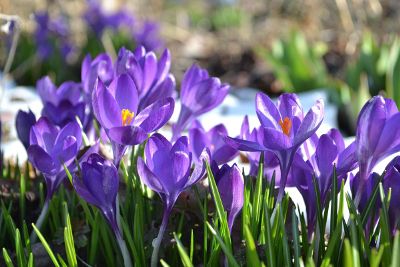 crocuses bloom in sunlight